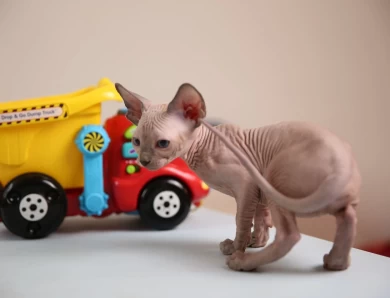 Adora - blue (white collar) Sphynx