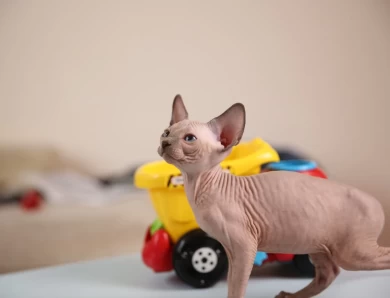 Adora - blue (white collar) Sphynx