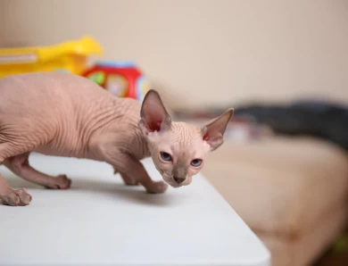 Adora - blue (white collar) Sphynx