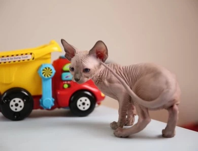 Adora - blue (white collar) Sphynx