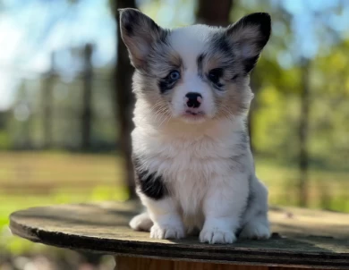 Full Fluff Pembroke Welsh Corgi