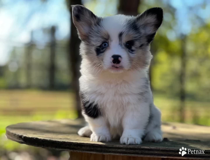 Full Fluff Pembroke Welsh Corgi