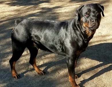 Highlands Black Jade vom Hognadottirs  Rottweiler