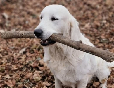 Willie Golden Retriever