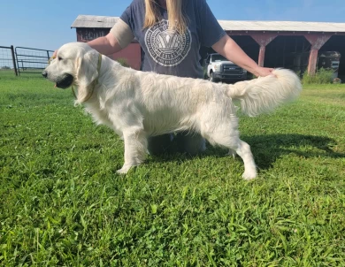 Willie Golden Retriever