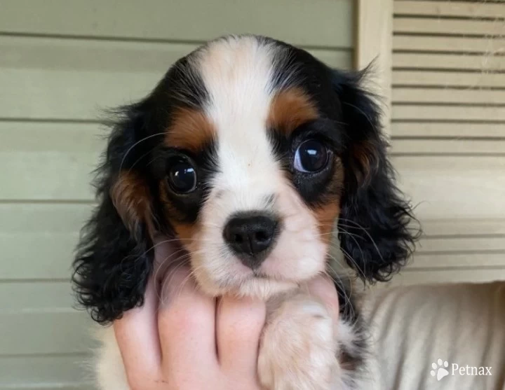 Ellie’s tri  Cavalier King Charles Spaniel