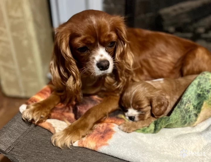 Savvi Cavalier King Charles Spaniel