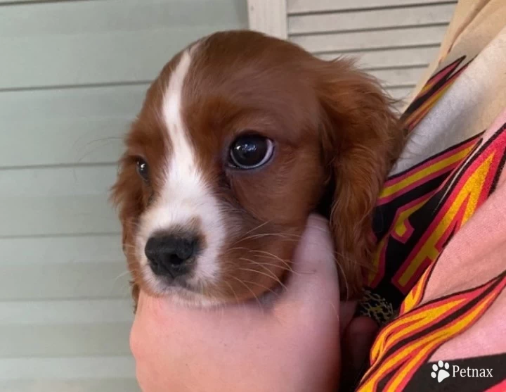 Nemo Cavalier King Charles Spaniel