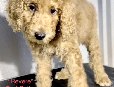 Revere (Red Collar)