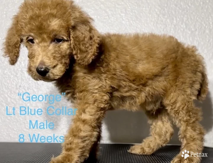 George (Light Blue Collar) Standard Poodle