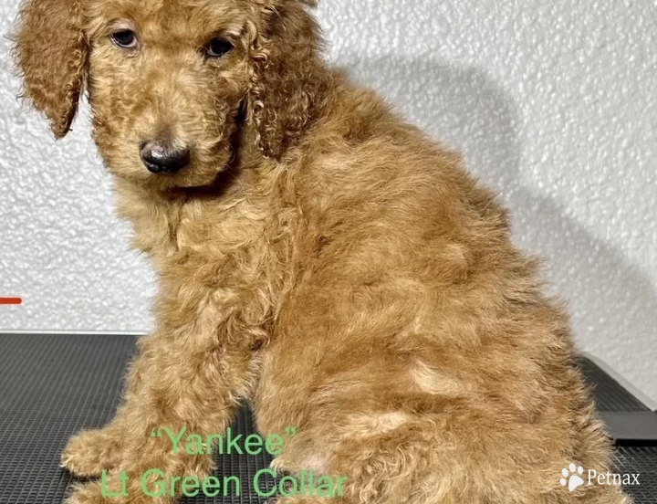 Yankee (Light Green Collar) Standard Poodle