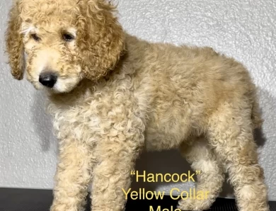 Hancock (Yellow Collar)