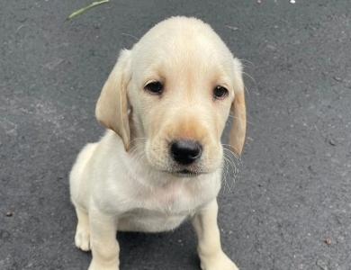 Puppy 1 Labrador Retriever