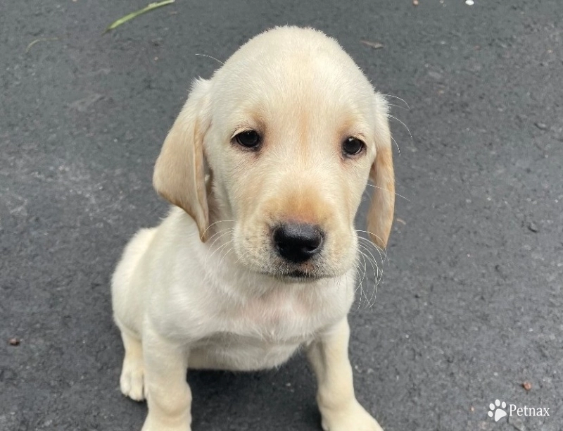 Puppy 1 Labrador Retriever