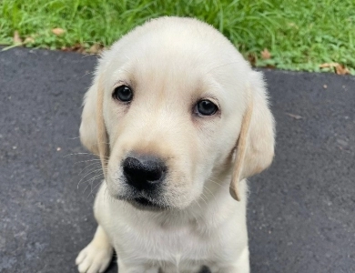 Puppy 1 Labrador Retriever