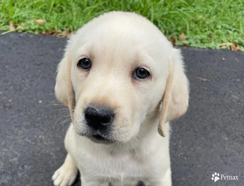 Puppy 1 Labrador Retriever