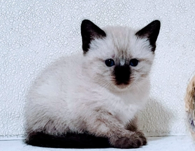 Siamese