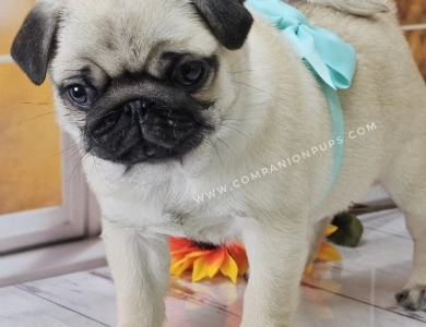 Aqua Bow Pug