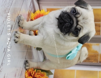 Aqua Bow Pug