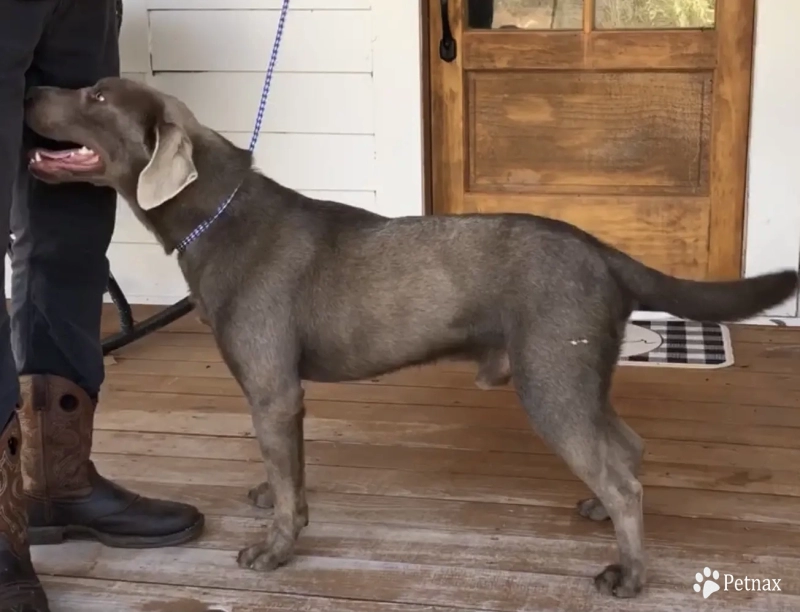 Rocko Labrador Retriever