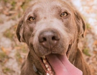 Rocko Labrador Retriever