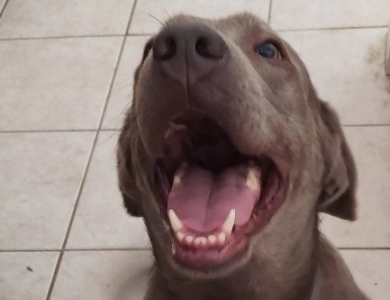 Rocko Labrador Retriever