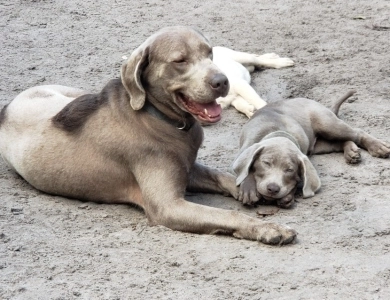 Rocko Labrador Retriever