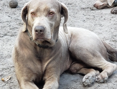 Rocko Labrador Retriever