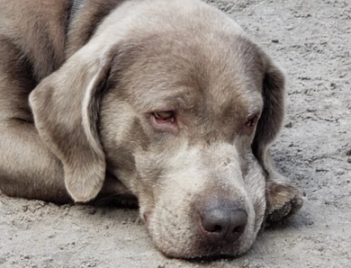 Rocko Labrador Retriever