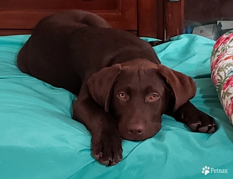 Whiskey Labrador Retriever