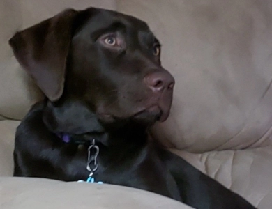 Whiskey Labrador Retriever