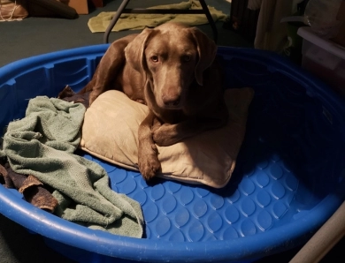 Dakota Labrador Retriever