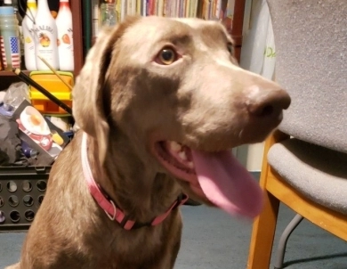 Dakota Labrador Retriever