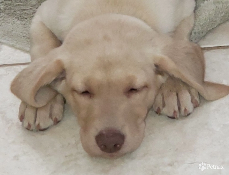 champagne yellow Girl  Labrador Retriever