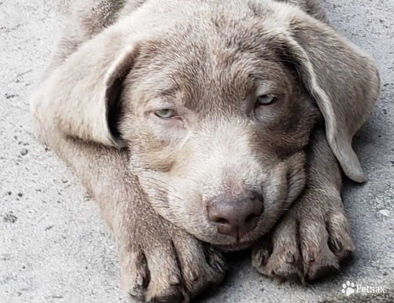 green collar Labrador Retriever