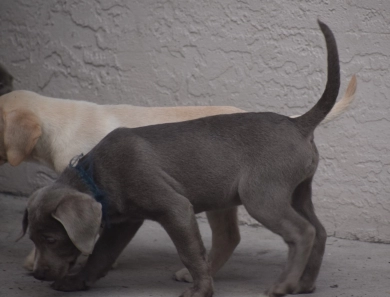 Teal Collar Labrador Retriever