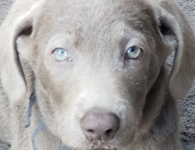 Teal Collar Labrador Retriever