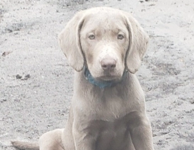 Teal Collar Labrador Retriever