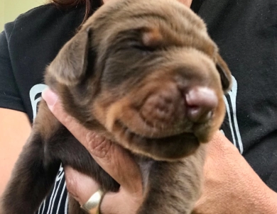 AKC registered puppies for sale