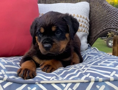 Green collar boy (Gary) Rottweiler