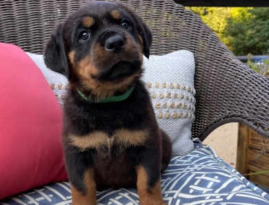 Green collar boy (Gary) Rottweiler