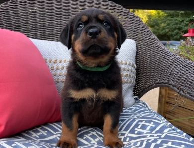 Green collar boy (Gary) Rottweiler