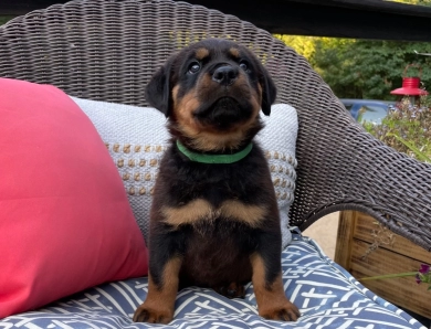 Green collar boy (Gary) Rottweiler