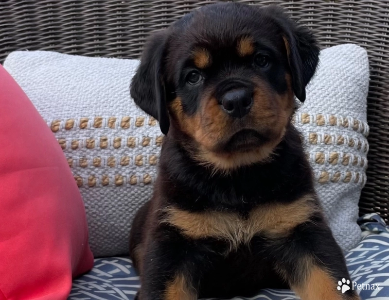 Green collar boy (Gary) Rottweiler