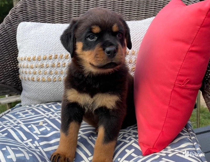 Orange collar girl (Cisero) Rottweiler