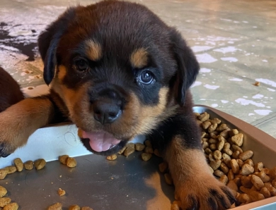 Orange collar girl (Cisero) Rottweiler