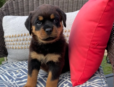 Orange collar girl (Cisero) Rottweiler