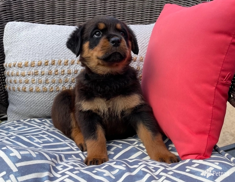 Black Collar Girl (Attica) Rottweiler