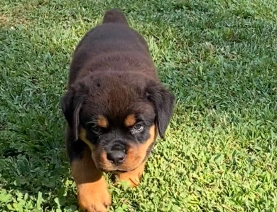 Black Collar Girl (Attica) Rottweiler