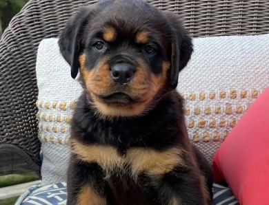 Black Collar Girl (Attica) Rottweiler